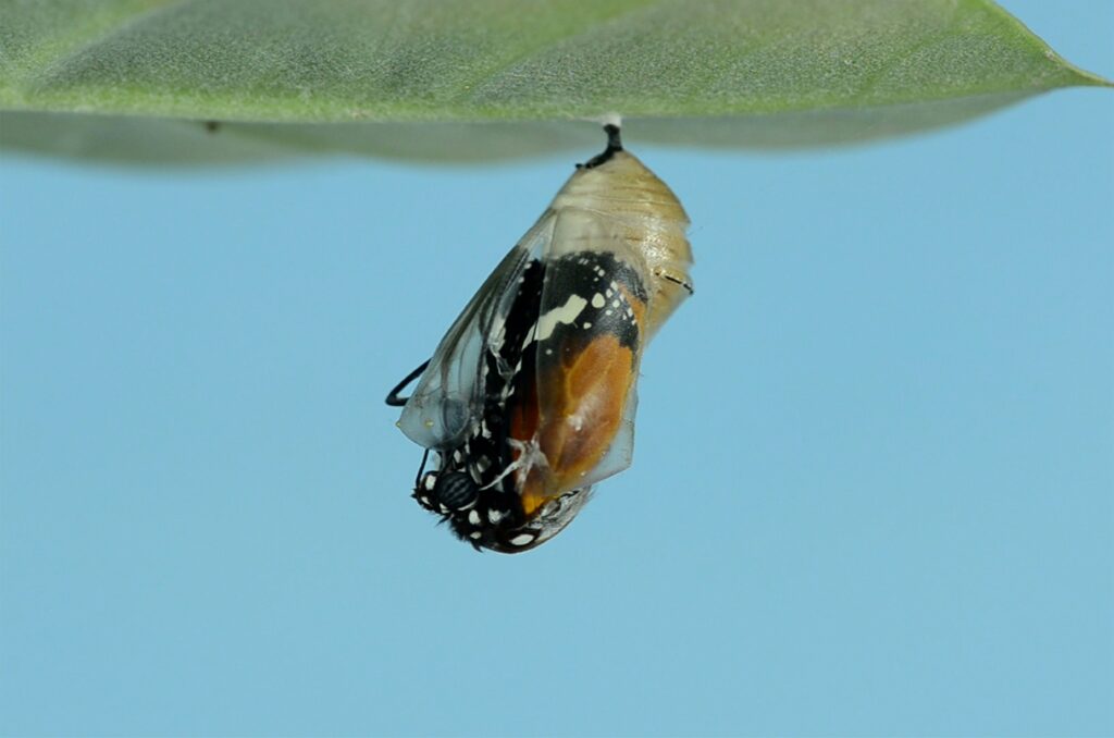 Close-up image of an insect cocoon or chrysalis during transformation