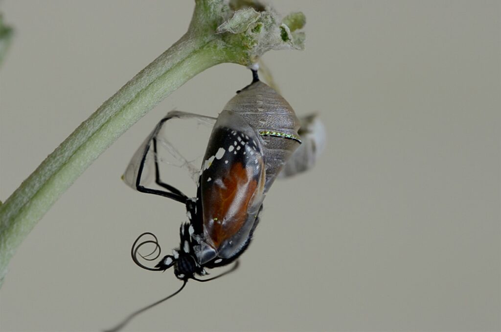 Collage showing different types of insect pupal casings including silk cocoons and chrysalises