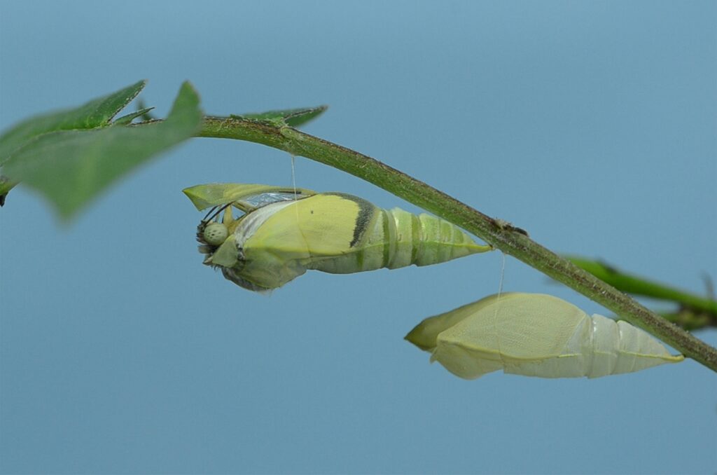 Diagram of how insects breathe through spiracles during pupation