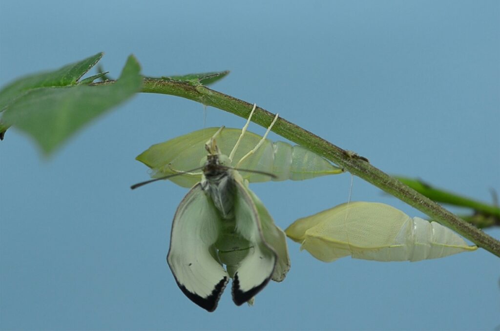 Transparent cocoon revealing developing wings and muscles of insect