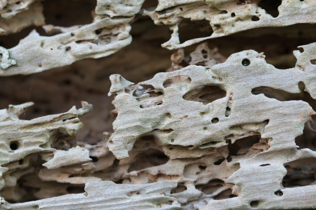 Degraded termite mound in a dry landscape, showing environmental stress
