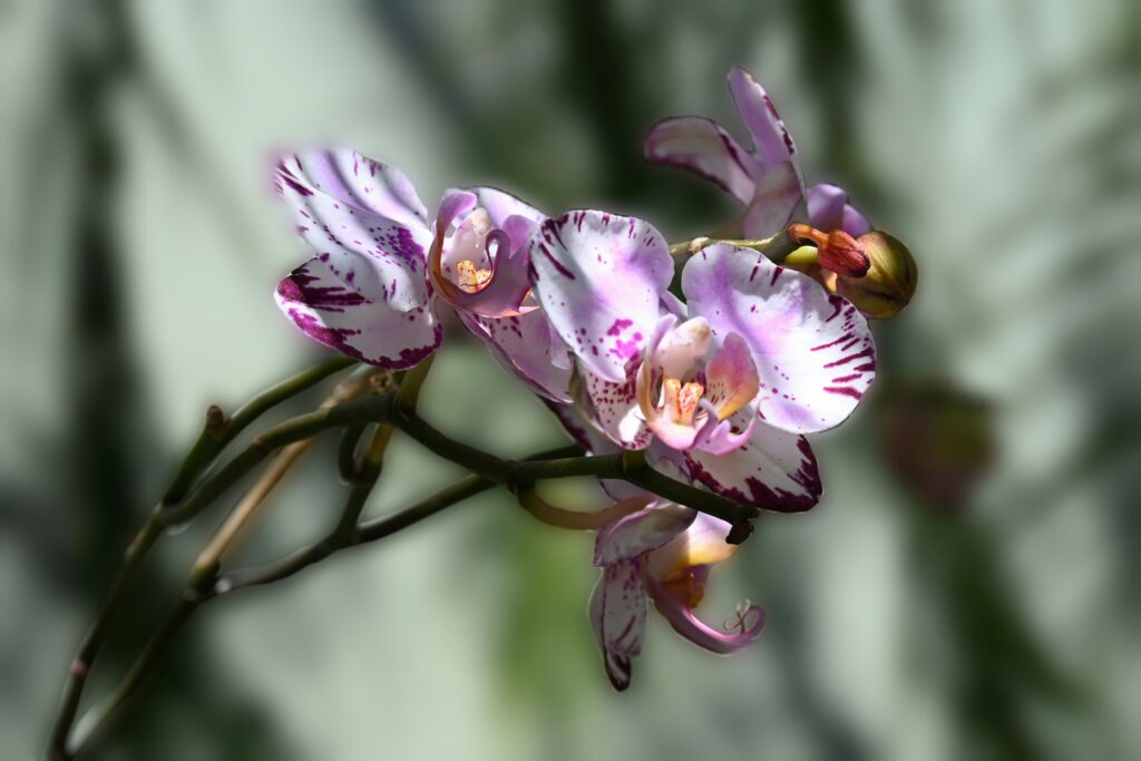 Stages of orchid mantis development from egg to adult