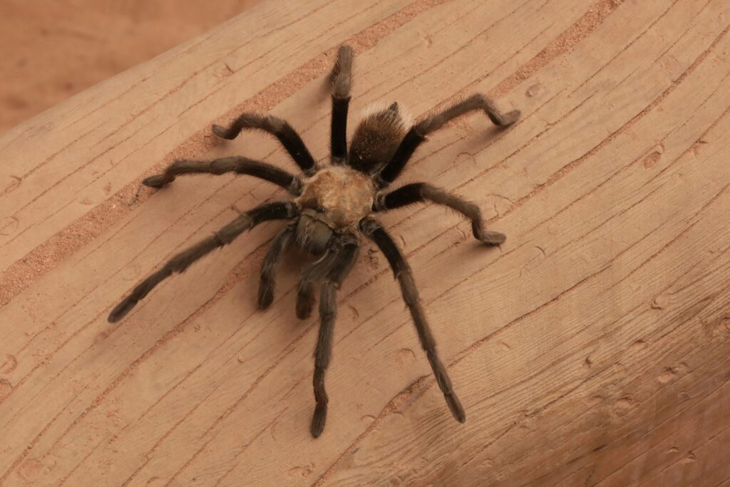 Desert blonde tarantula sitting on sandy terrain in a desert-style habitat