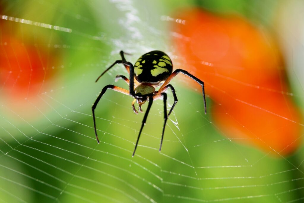 Evolutionary chart showing how spiders adapted to prey on insects, not humans