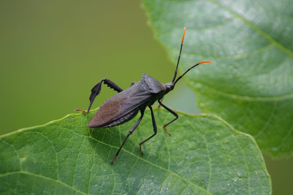 Assassin bug luring prey by tapping web or leaf surface with legs