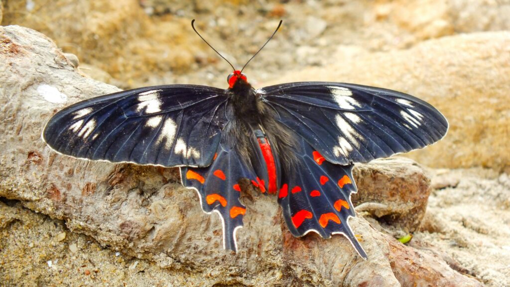 Time-lapse or close-up of color patterns forming on butterfly wings inside cocoon