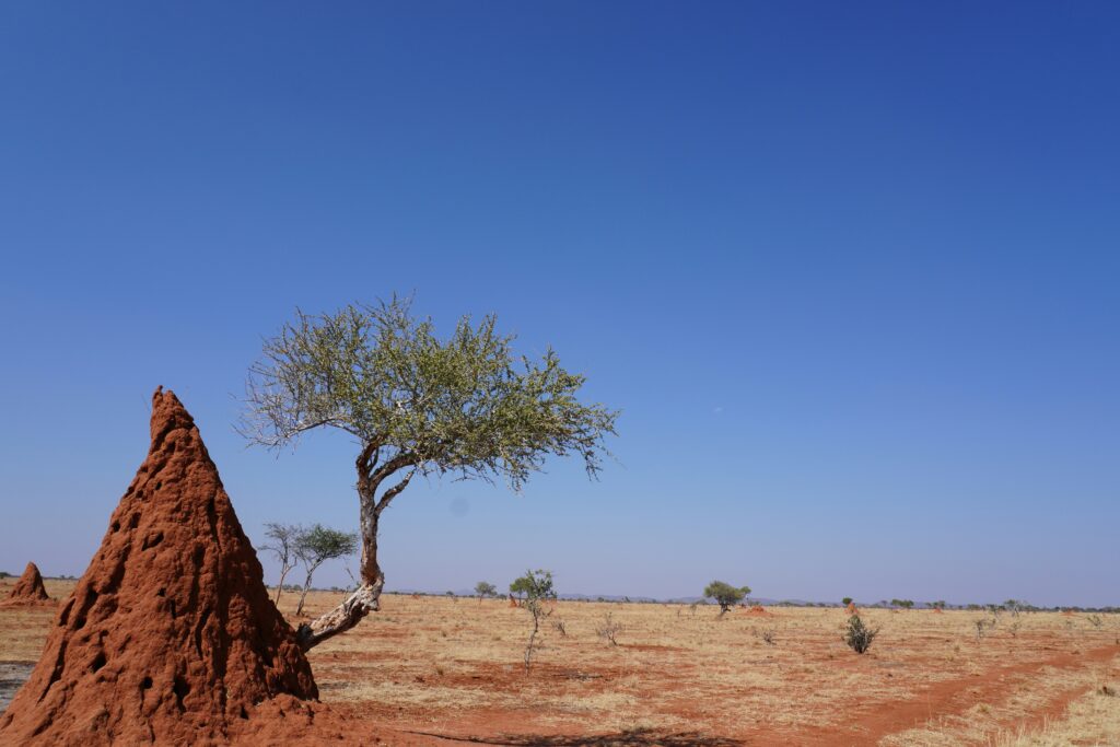 Fossil mound remains compared with modern termite structures