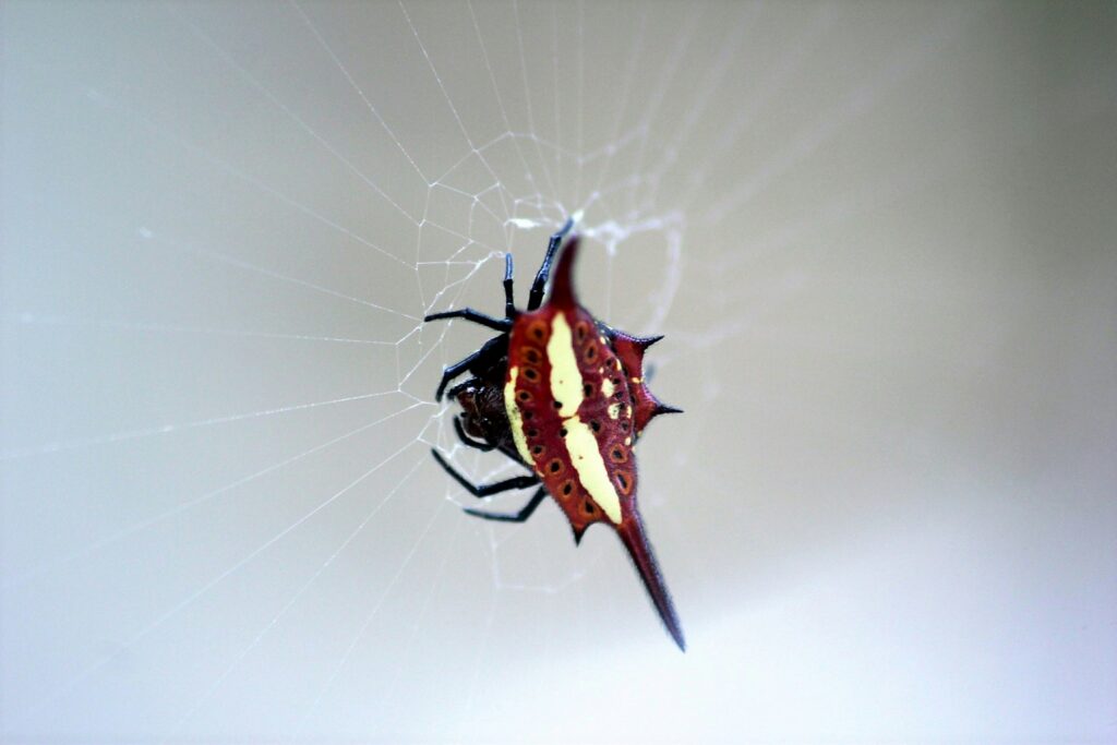 Large, patterned Hawaiian garden spider sitting in a symmetrical web