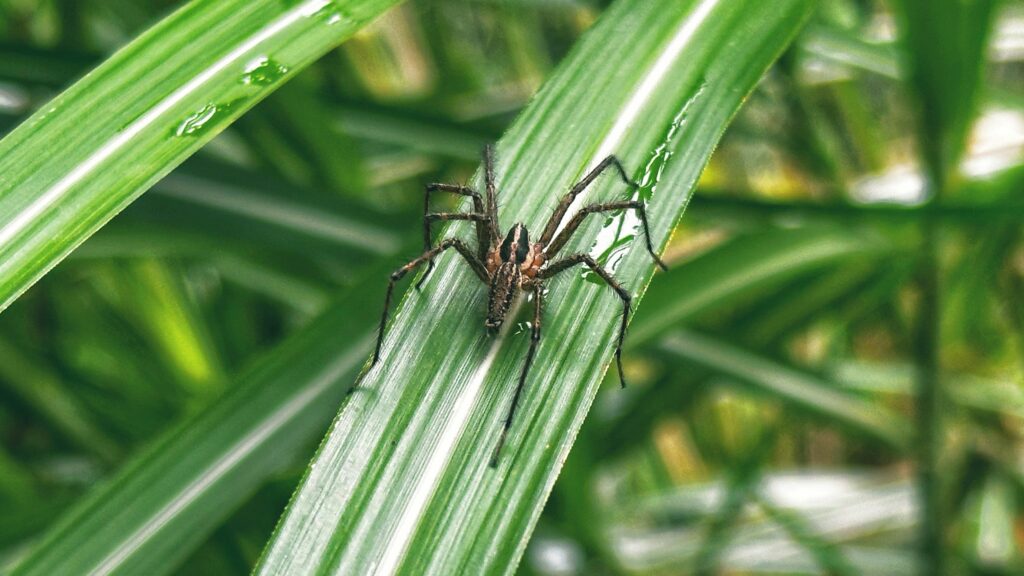 Spider being examined for signs of illness with enclosure in background