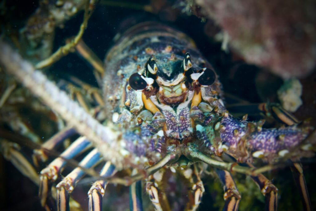 Mantis shrimp eye close-up showcasing its trinocular vision and color perception