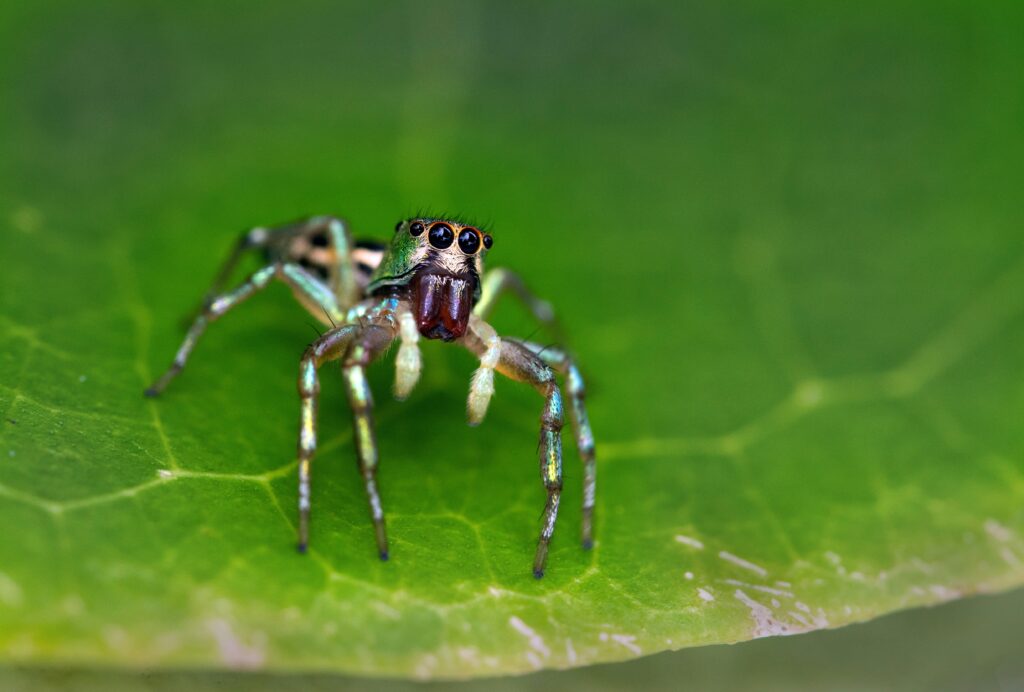 Illustration showing a small spider recoiling from a large human shadow