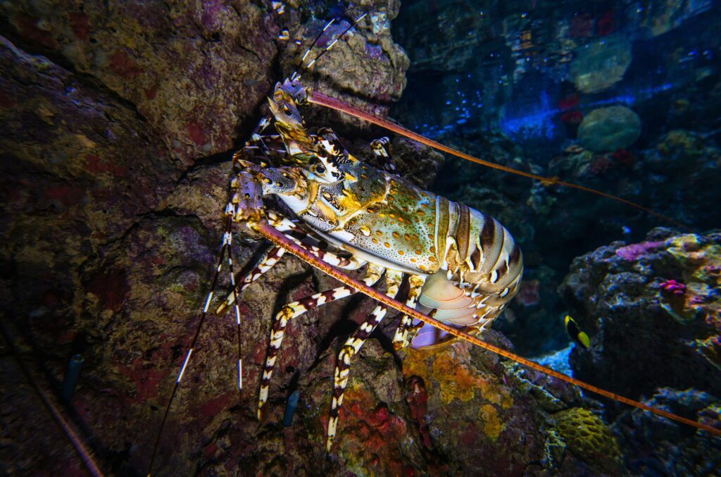 Vibrant mantis shrimp showing its detailed structure, not an insect but a stomatopod