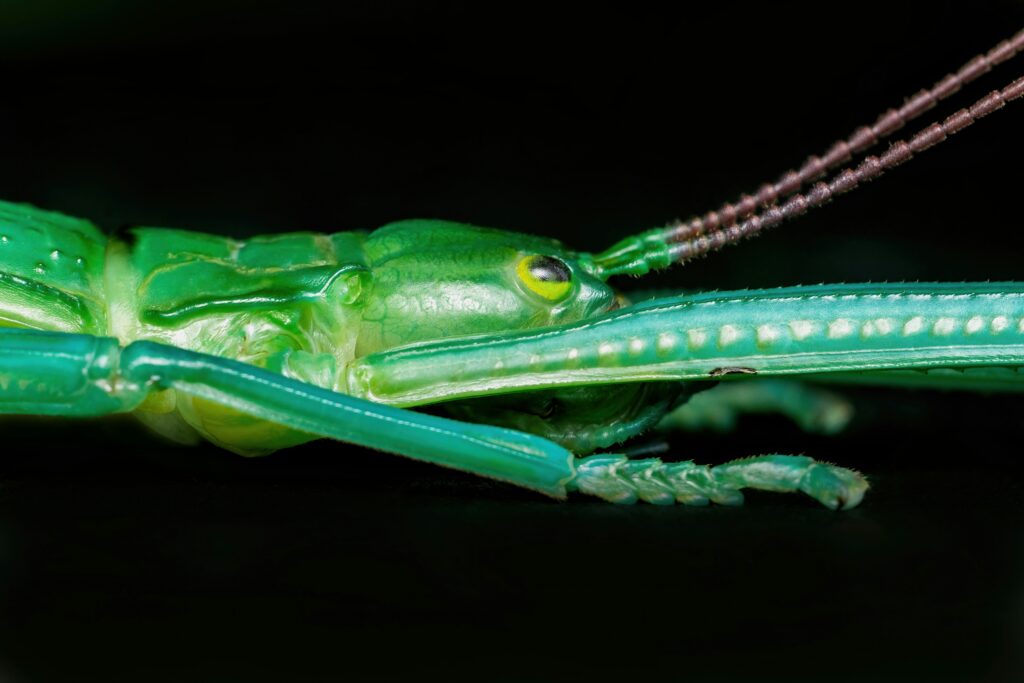 Close-up of mantis shrimp’s hammer-like appendage adapted for repeated high-impact strikes