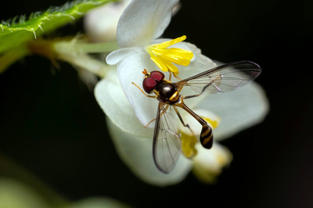Hover fly resting on a flower while larvae prey on aphids nearby