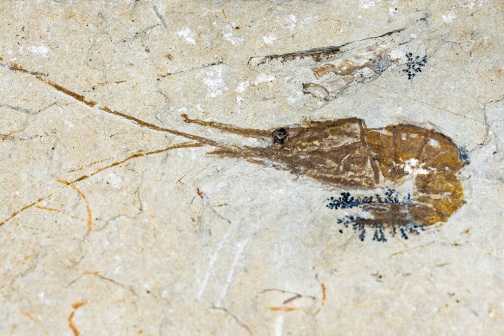 Fossilized insect with a timeline showing evolutionary adaptation