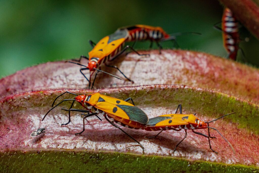 Insects following pheromone trail meant for another species