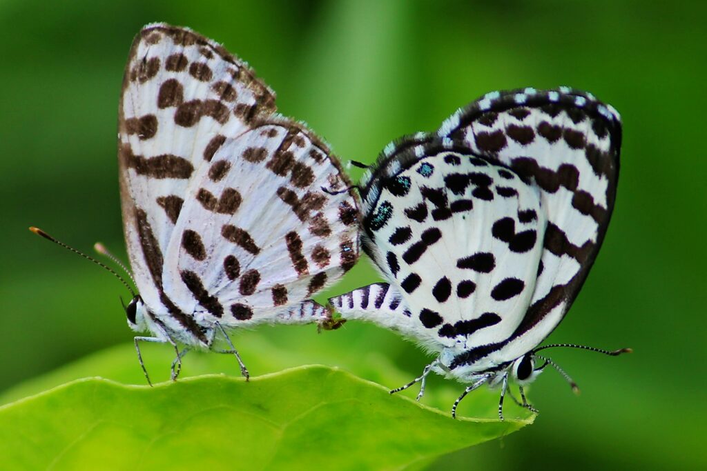 Butterfly wings with eyespots mimicking owl eyes