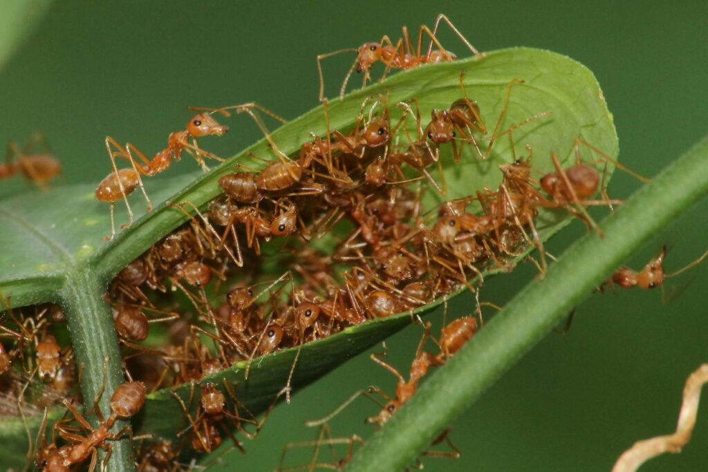 Ant colony with genetic data overlays explaining caste behavior