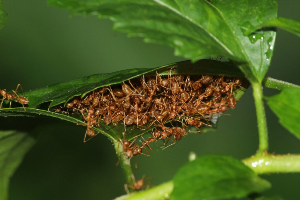 Cross-section of an ant colony showing queen, workers, and soldiers