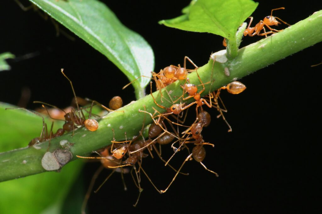 Group of ants working together to move a leaf across terrain