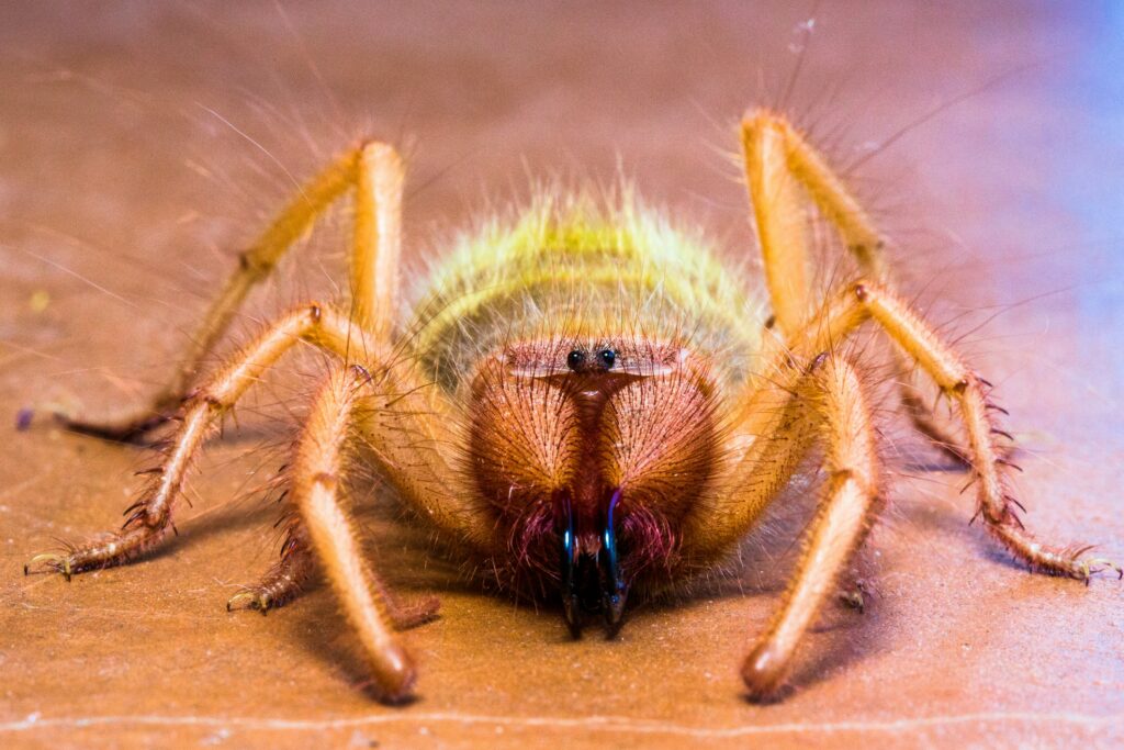 Bright yellow Hawaiian happy face spider with facial markings on abdomen