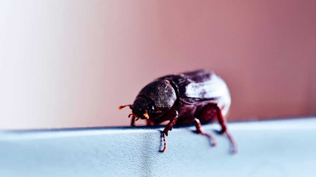 Beetle crawling out of a wooden shipping crate