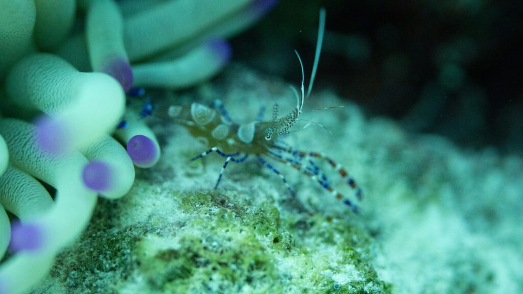 Mantis shrimp striking underwater with extreme speed creating a cavitation bubble