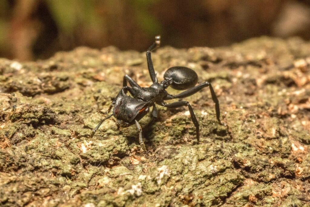 Spider perfectly imitating ant appearance and movement