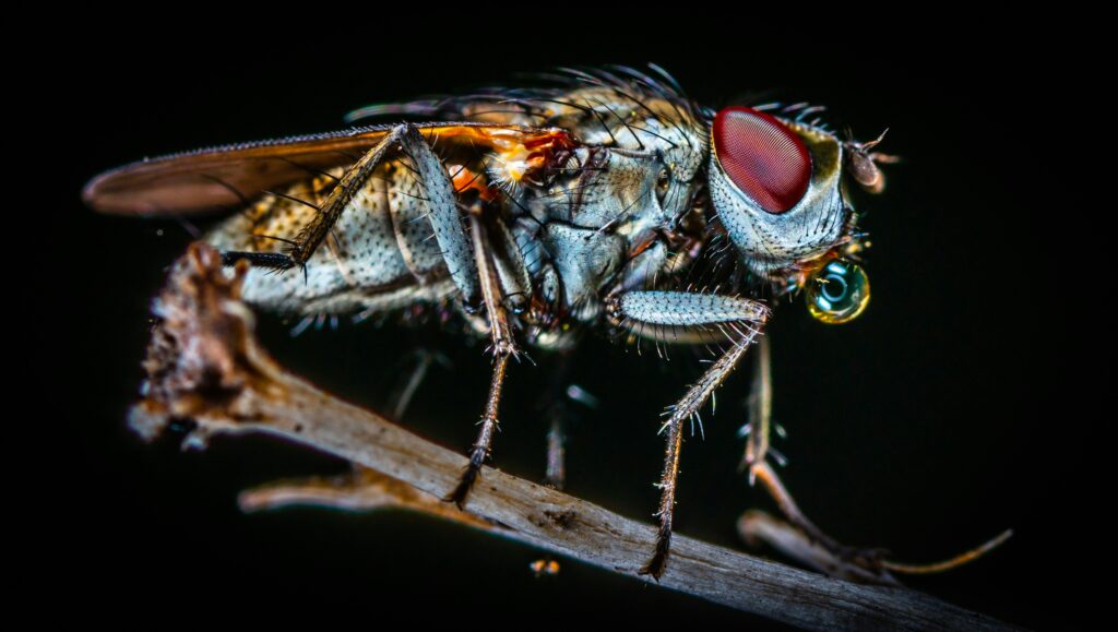 A person using a smartphone to observe and record insects in a backyard setting