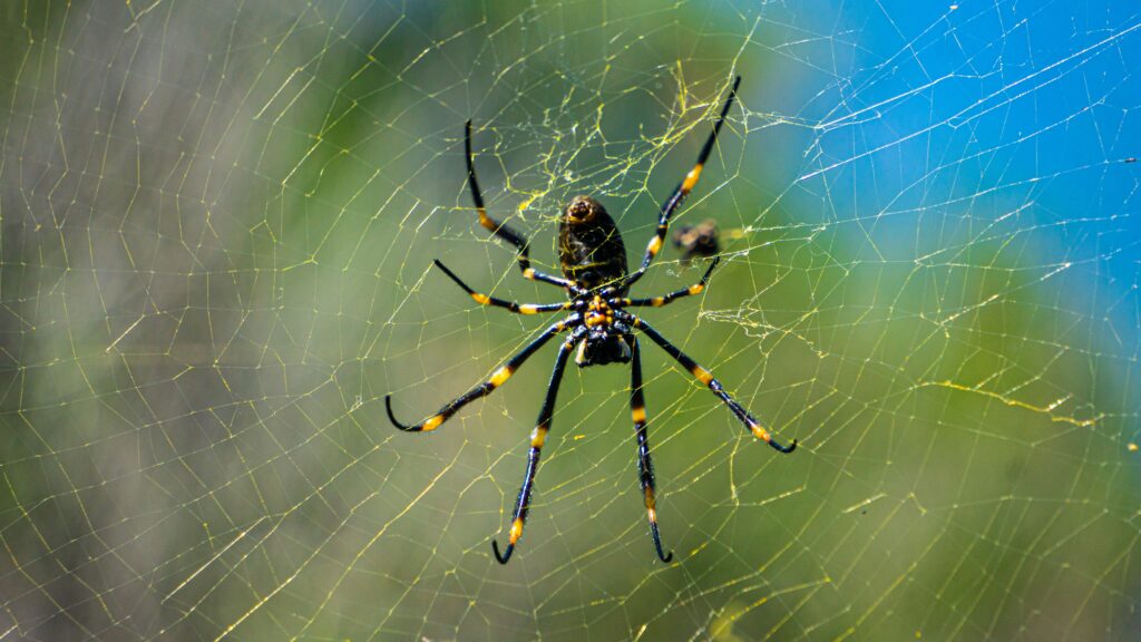 Diagram of a spider’s neural network wired for caution and survival