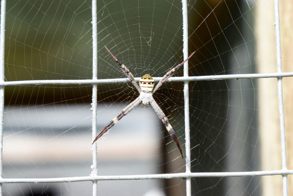 Properly set up spider enclosure with substrate, hide, and ventilation