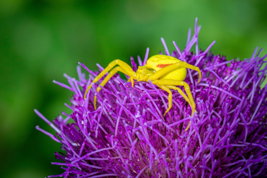 Peacock spider raising colorful abdomen in a courtship display