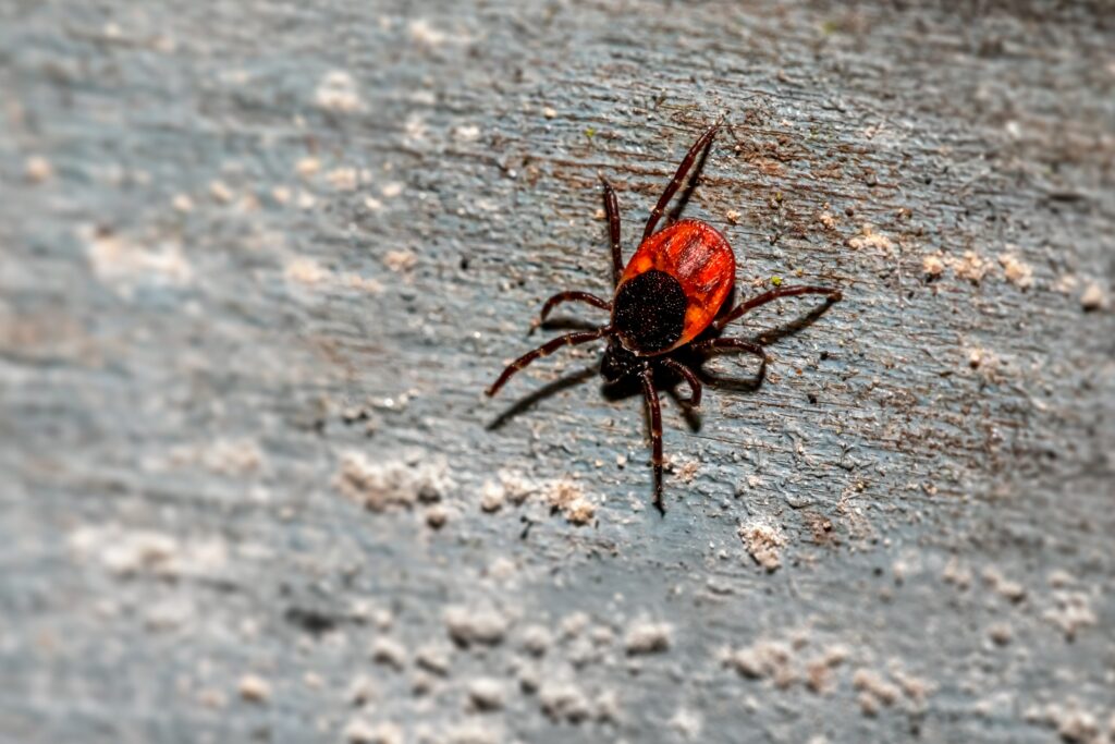 Bright red and black ladybird spider resembling a ladybug