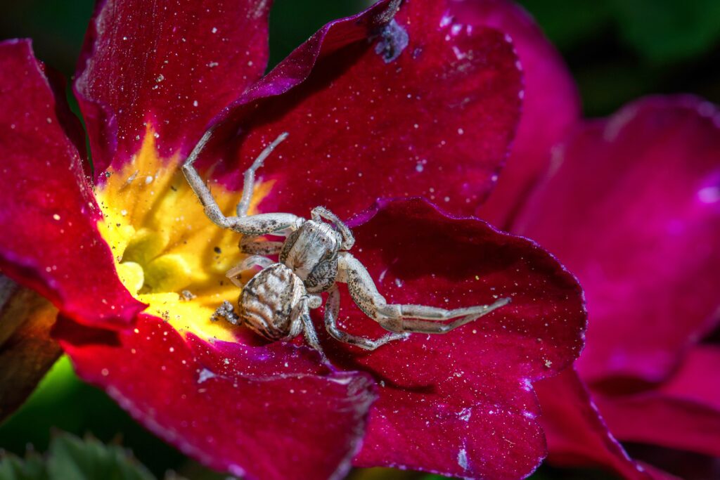 Crab spider changing color to match the petal it’s hunting on