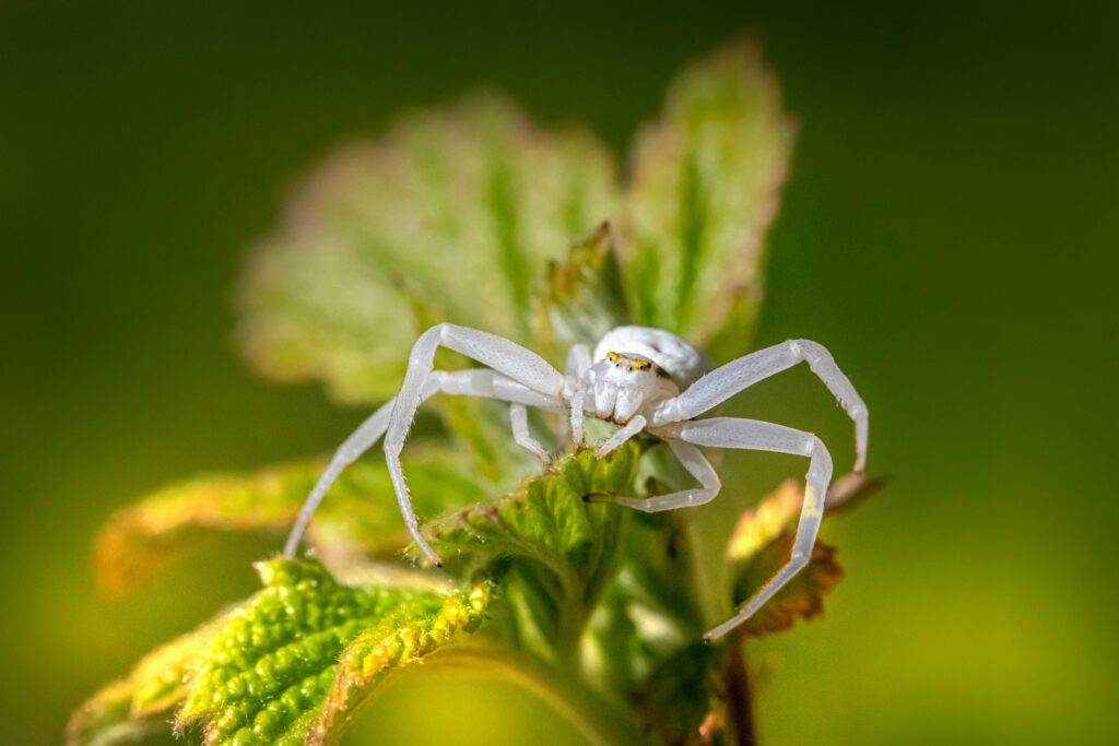 Jewel spider with shiny, spiny carapace resembling a gemstone