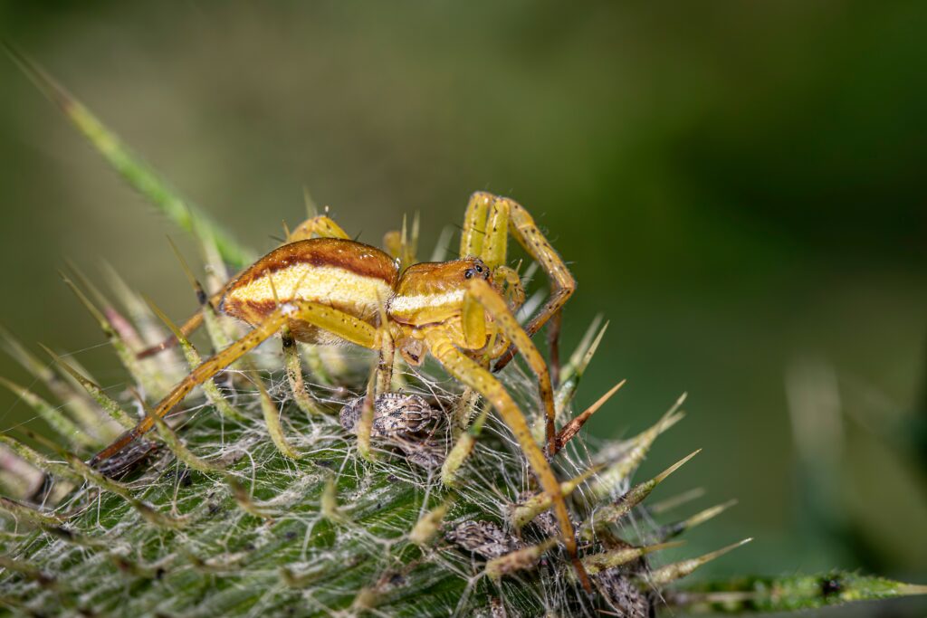 Brightly colored spider on green foliage illustrating its role in ecological balance