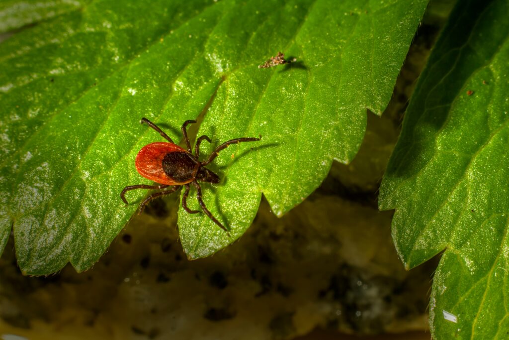 Concept art showing pheromone chemicals attracting insect prey to assassin bug