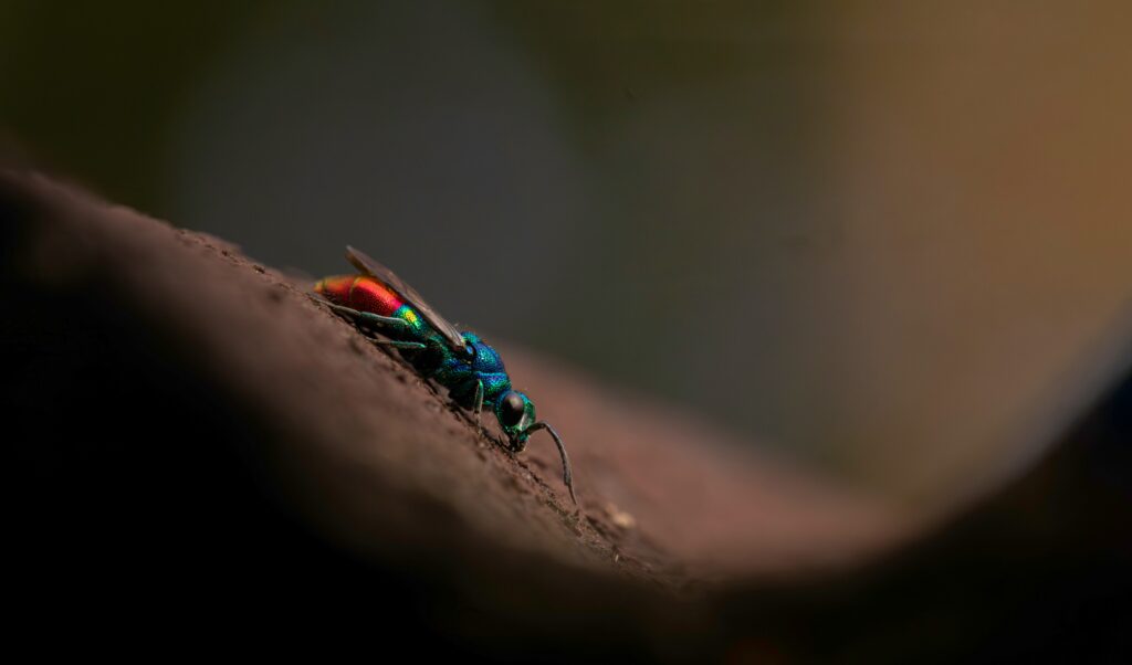 Assassin bug perfectly resembling an ant walking in a line