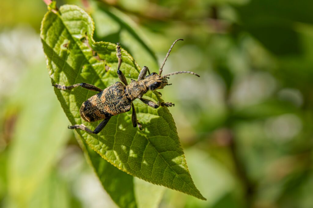 Close-up of a kissing bug species associated with disease transmission