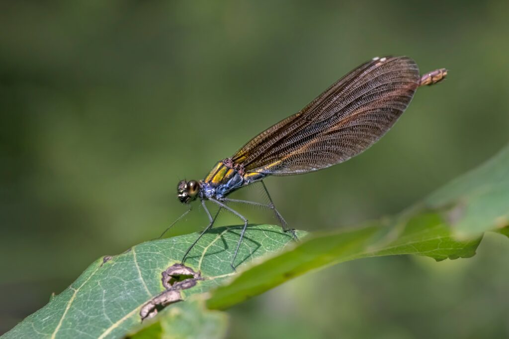 Lacewing in mid-flight showcasing its incredible navigation skills