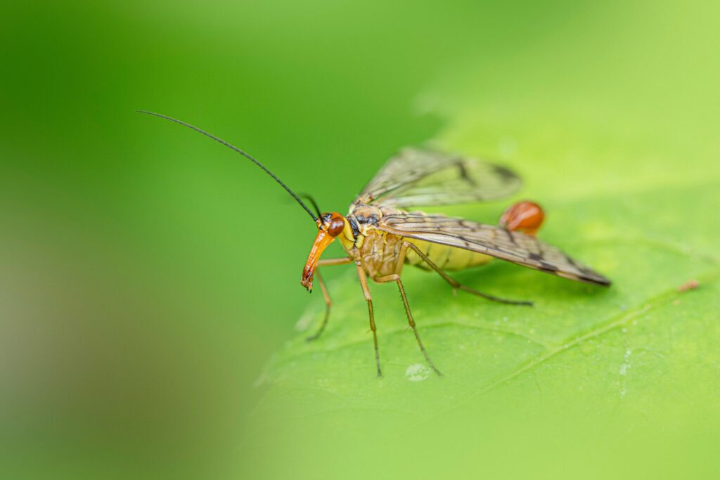 Researchers studying lacewing insects, highlighting controversy in scientific methods