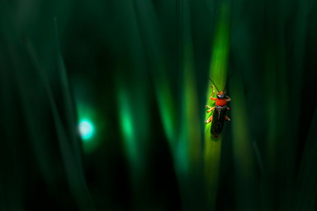 Fireflies glowing at dusk with a person observing them in the background