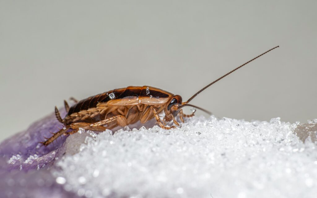 Insect on snow or ice showing cold-weather adaptations