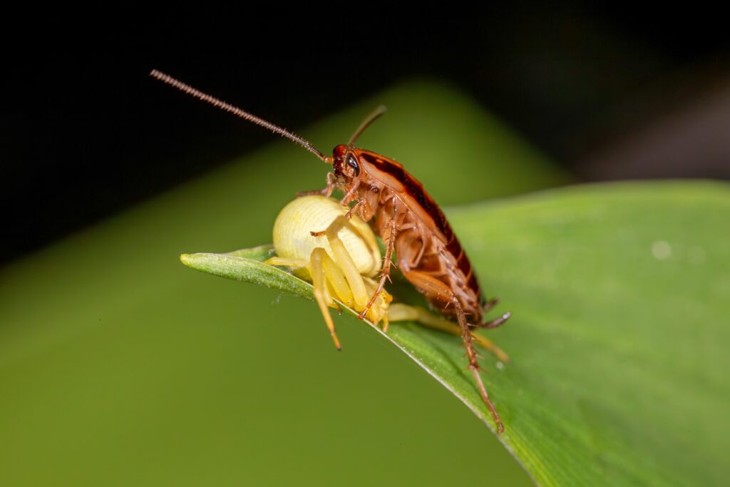 Parasitic wasp laying eggs inside or near a host insect