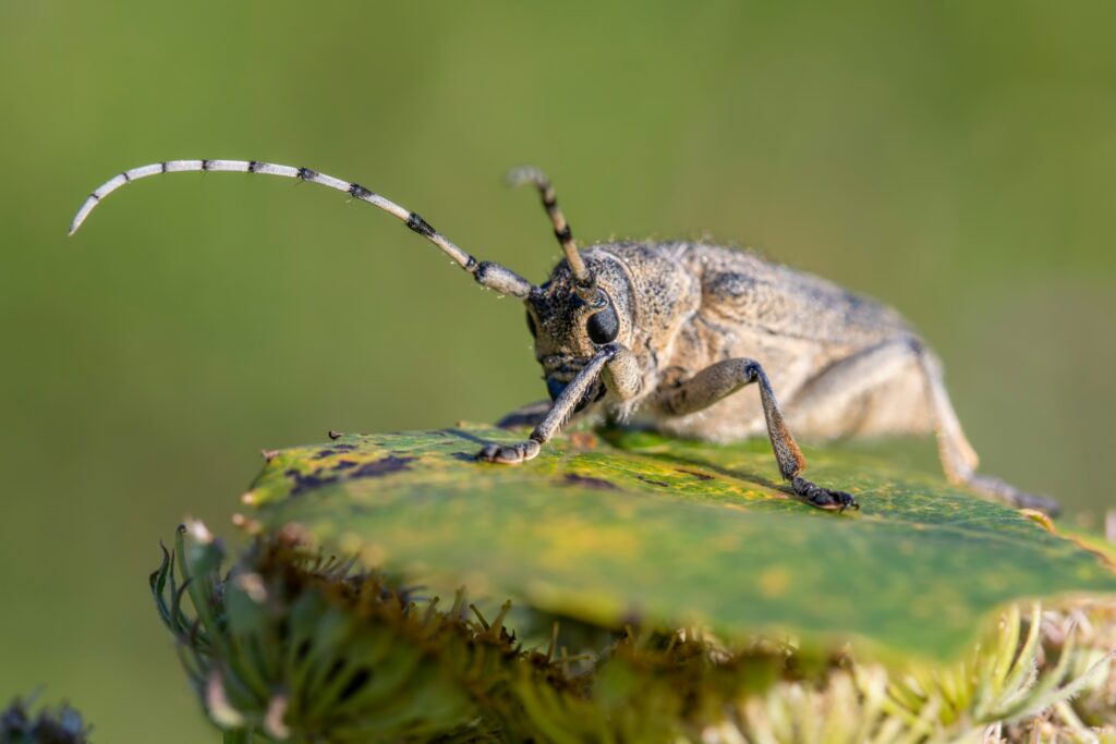 Insect enduring changing weather—sun, rain, wind—as symbol of resilience