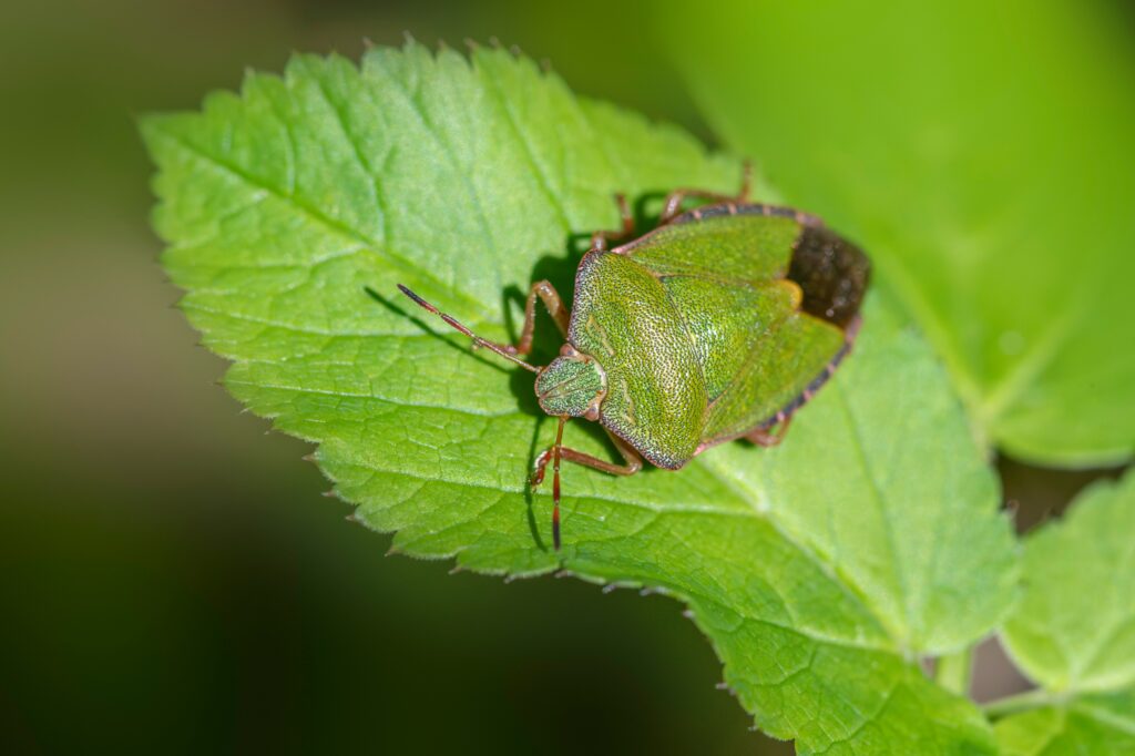 Fly that resembles a wasp and butterfly mimicking a poisonous species