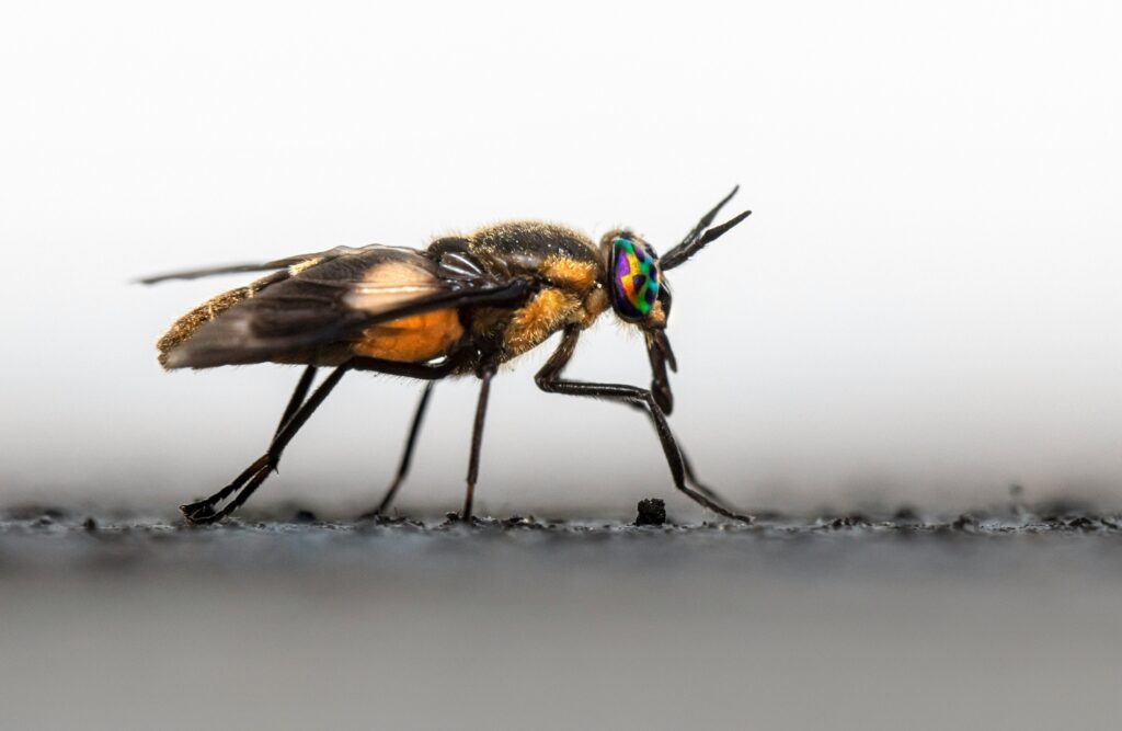 Insect discoveries collage including genetic studies, tracking, and behavior