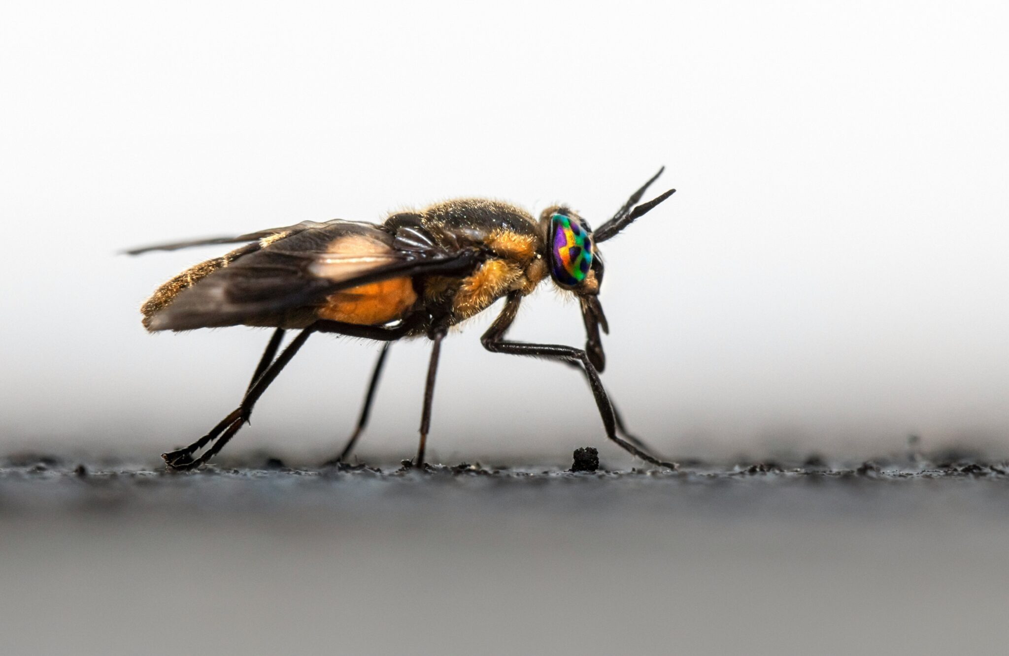 How Scientists Study Insects In The Wild And What They Re Learning
