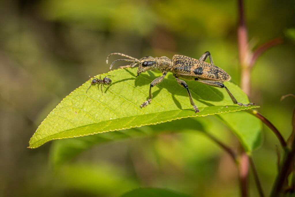 Predator and prey insects in a standoff over intercepted signals