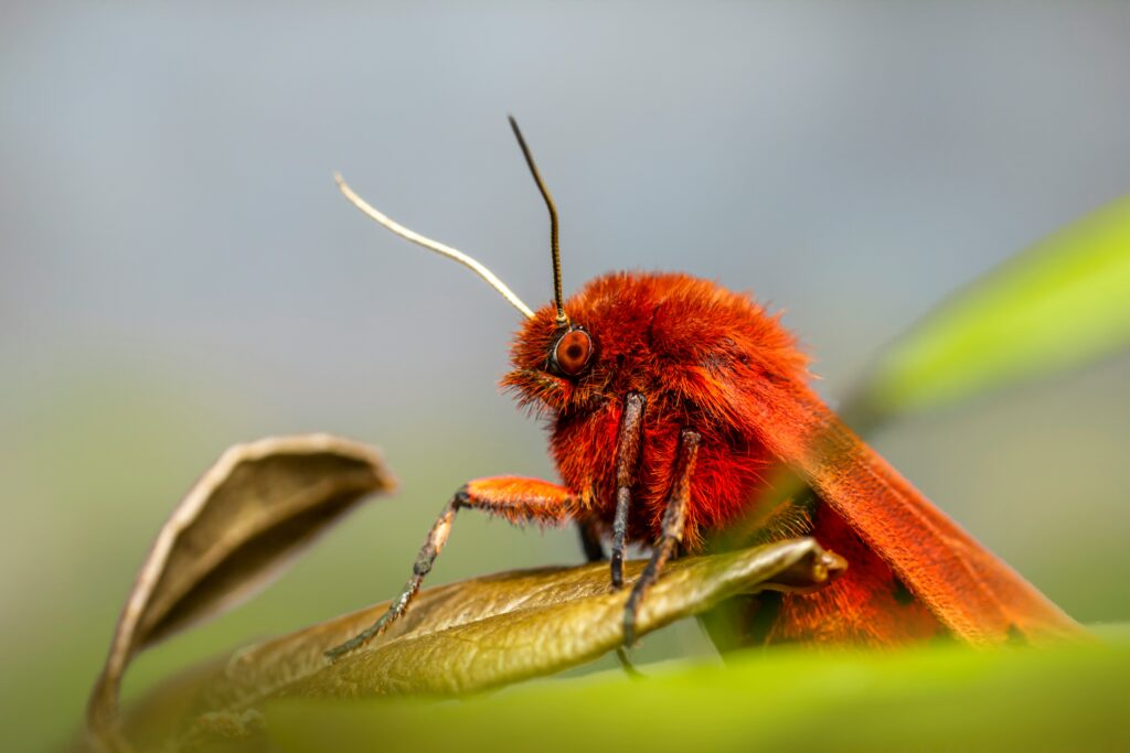 Giant insect overheating under sun due to poor heat dissipation